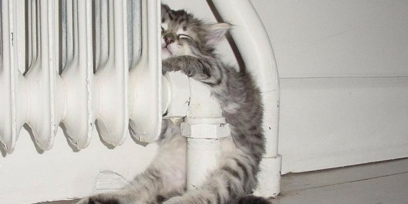 Las mascotas y la calefacción: cómo les afecta