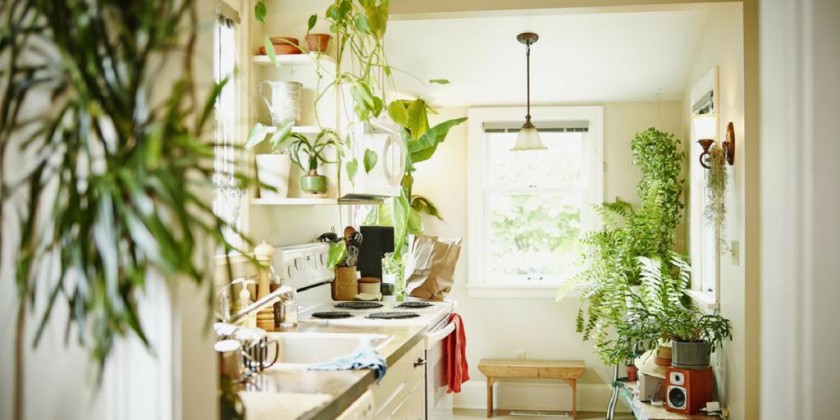 5 Plantas que te ayudaran a refrescar tu hogar